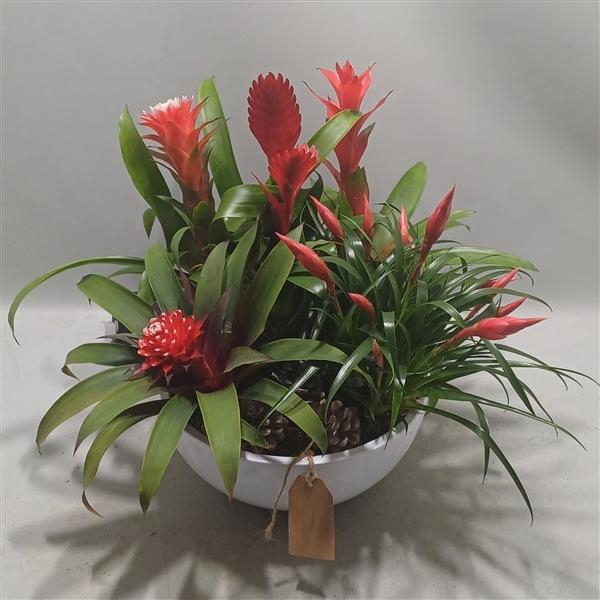 <h4>Coupe riga white X-mass</h4>