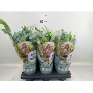 Phlebodium aureum 'Blue Star'