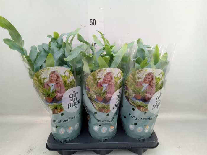 <h4>Phlebodium aureum 'Blue Star'</h4>