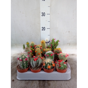 Cactus   ...decorated