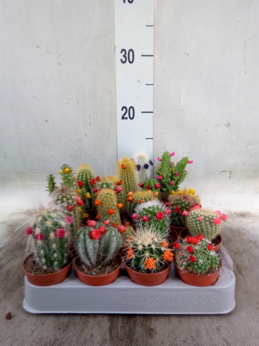 <h4>Cactus   ...decorated</h4>