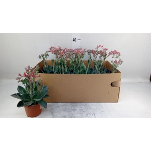 Echeveria   ...