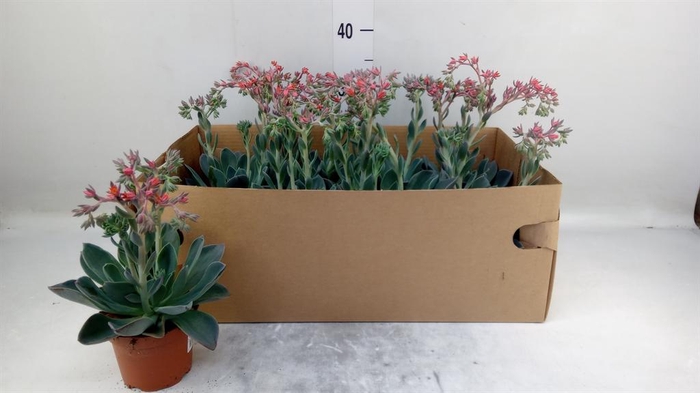 <h4>Echeveria   ...</h4>