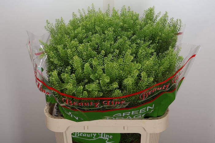 <h4>Lep Vi Green Dragon</h4>