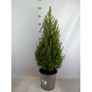 Picea glauca 'Conica'