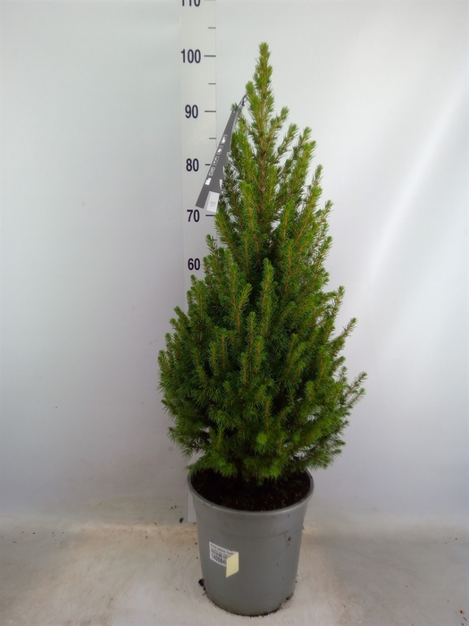 <h4>Picea glauca 'Conica'</h4>