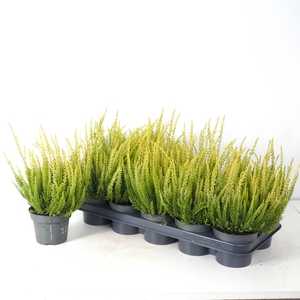 Calluna vulgaris 'Beauty Ladies' P12 Geel