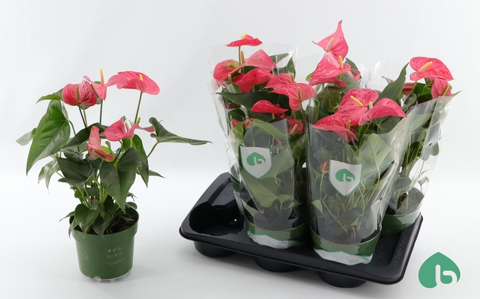 <h4>ANTHU AN MAINE</h4>