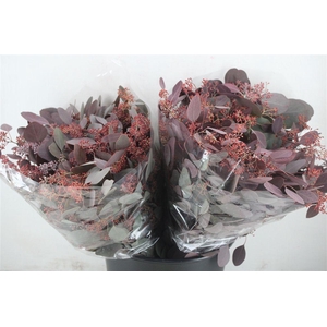 Euca Populus Berry Short Abs Red 150g Pbs