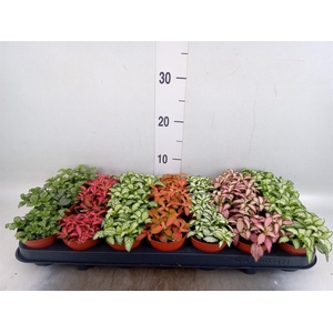 Fittonia   ...mix 7
