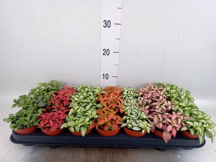 <h4>Fittonia   ...mix 7</h4>