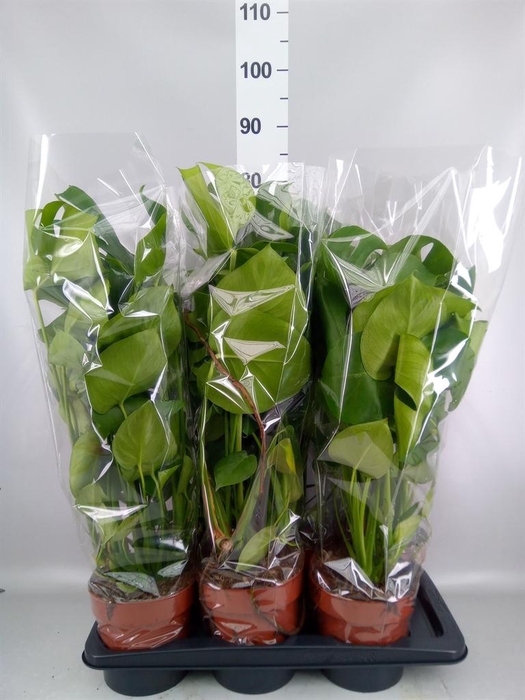 <h4>Monstera delic.</h4>