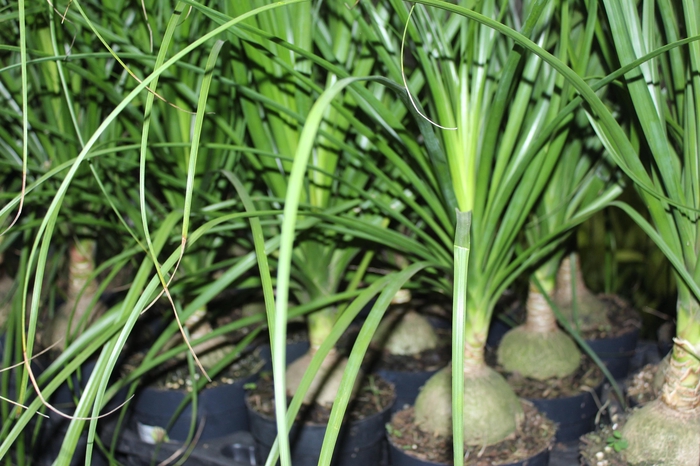 <h4>BEAUCARNEA P17</h4>