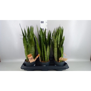 Sansevieria zeylanica