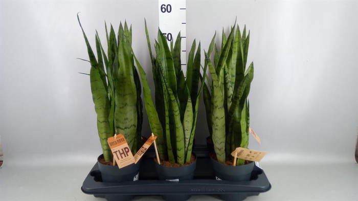 <h4>Sansevieria zeylanica</h4>
