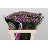 Dianthus Br Am Rose Magic