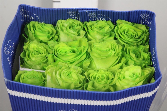 <h4>R Gr Lucky Green Ec</h4>