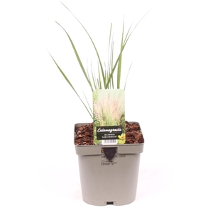 Calamagrostis x acutiflora 'Karl Foerster'