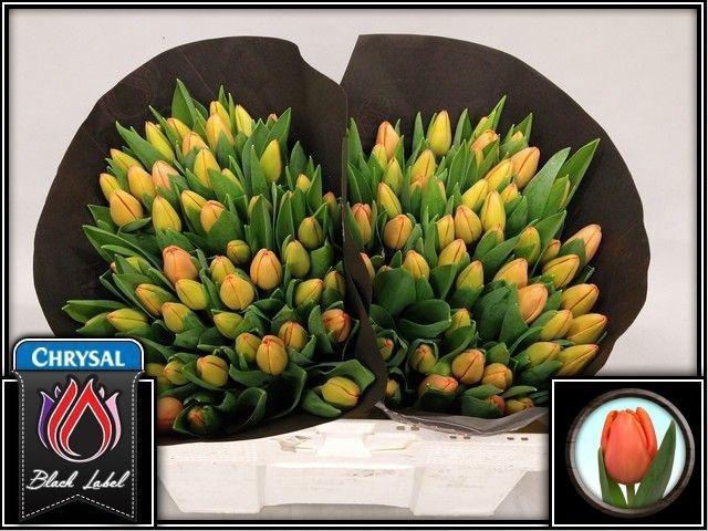 <h4>TU EN TIME OUT</h4>