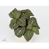 FITTONIA BIANCOVERDE