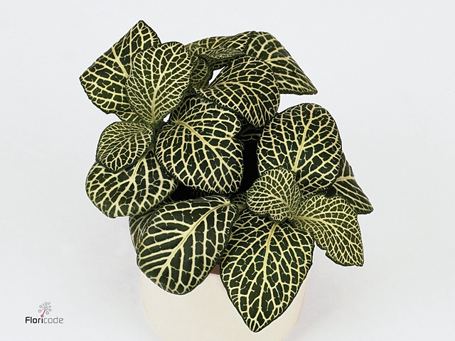 FITTONIA BIANCOVERDE