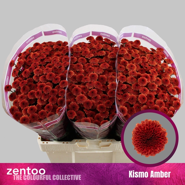 <h4>CHR S KISMO AMBER</h4>