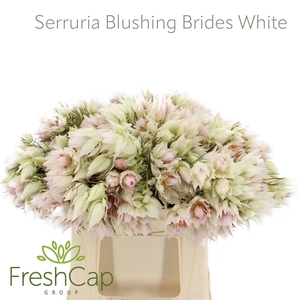 Serruria Blushing Brides White 2-3 Flwr