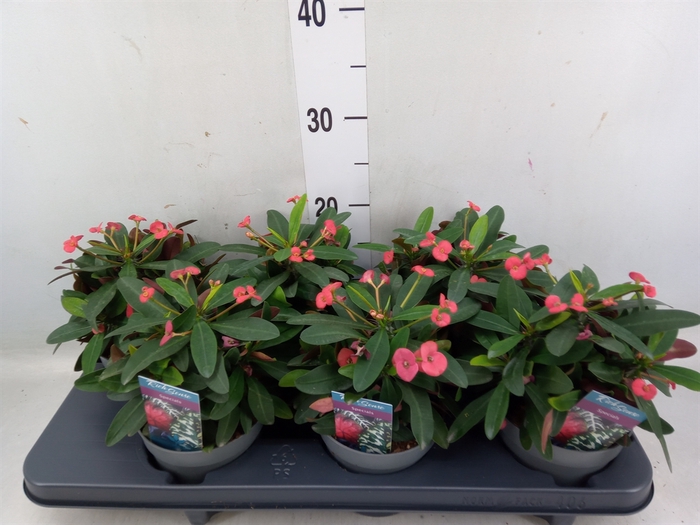 <h4>Euphorbia milii 'Maxi Olympia'</h4>