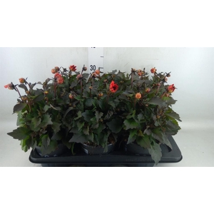 Dahlia  'Dahlinova Tempt Red'