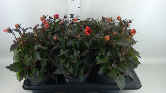 <h4>Dahlia  'Dahlinova Tempt Red'</h4>