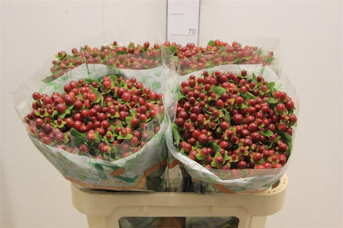 <h4>Hyp Mag Seasons</h4>