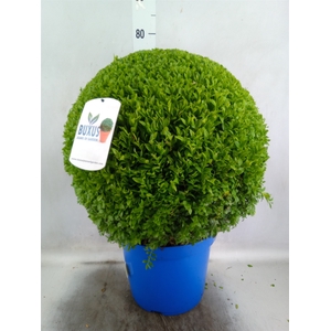 Buxus semp.   ...