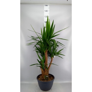 Yucca elephantipes   ...