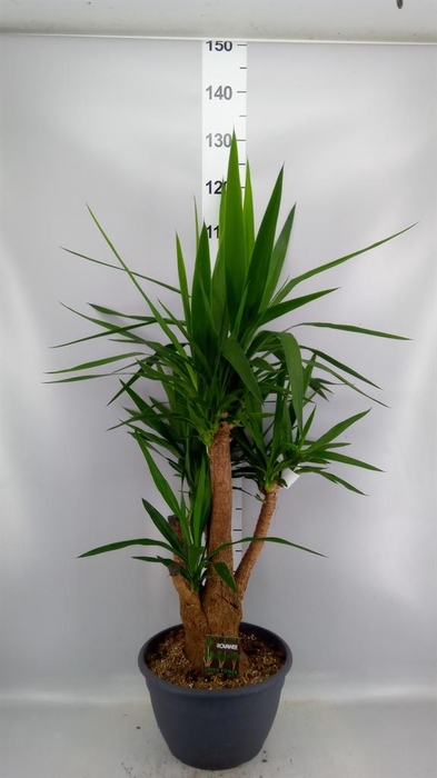 Yucca elephantipes   ...