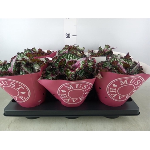 Begonia BD 'Purple Blush'