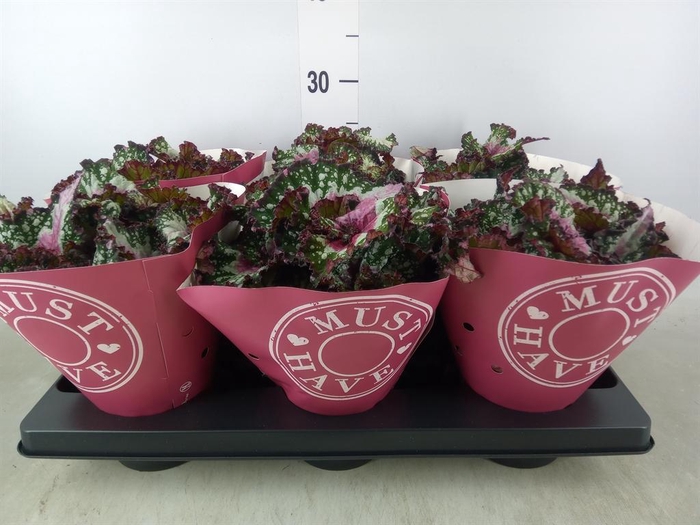 <h4>Begonia BD 'Purple Blush'</h4>