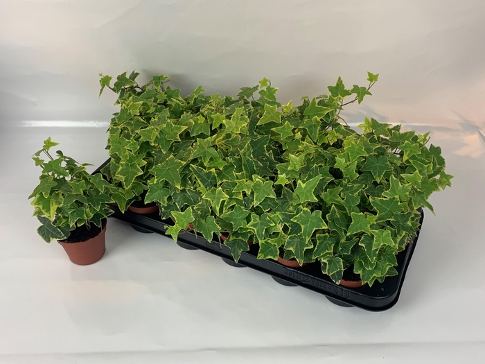 <h4>HED HE GOLDCHILD</h4>