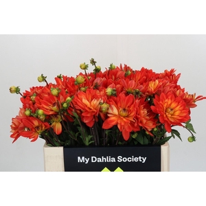 Dahlia DE 'Karma Fiesta'