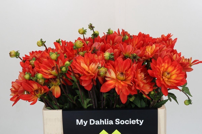 <h4>Dahlia DE 'Karma Fiesta'</h4>