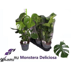 Monstera deliciosa 19Ø 80cm 6pp