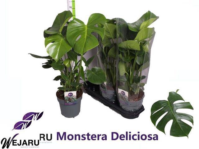 Monstera deliciosa 19Ø 80cm 6pp