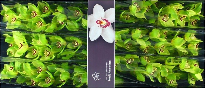 <h4>Cymbidium Bonyoni</h4>
