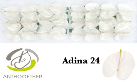 <h4>Anthurium Adina</h4>