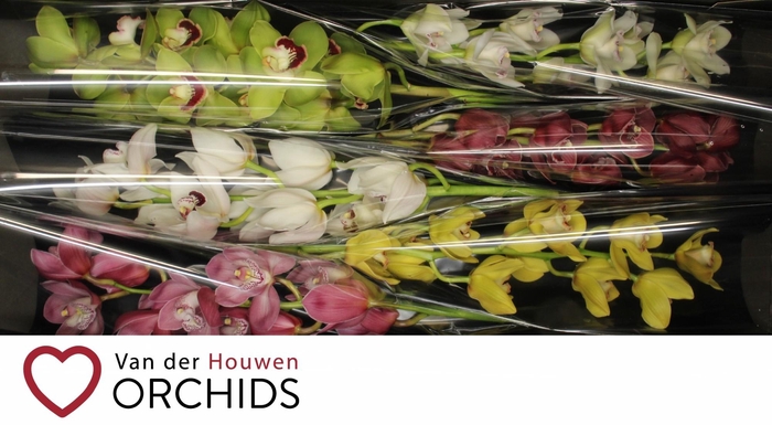 <h4>70 cm gemengd.</h4>