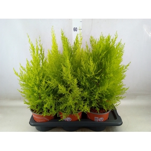 Cupressus macro. 'Goldcrest Wilma'