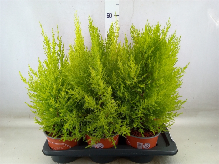 <h4>Cupressus macro. 'Goldcrest Wilma'</h4>
