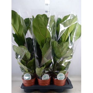 Ficus lyrata