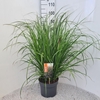 Pennisetum alopecuroides