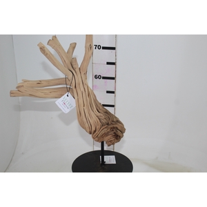 TRONCOS SECOS DE WAX FLOWER M