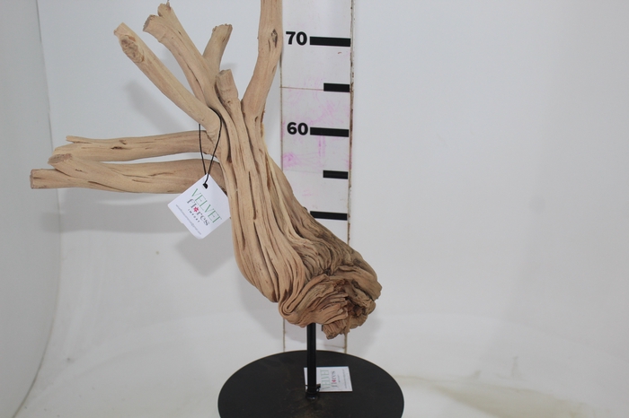<h4>TRONCOS SECOS DE WAX FLOWER M</h4>